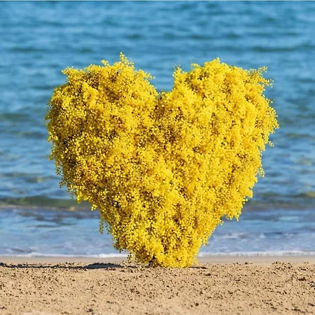 Apartment Mimoza Jagodina